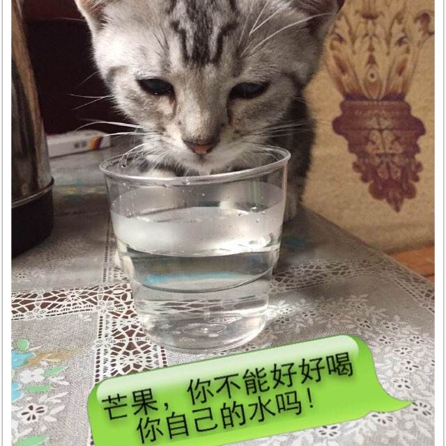 购买假阿尔巴尼亚